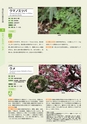 青葉山植物図鑑