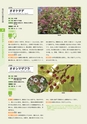 青葉山植物図鑑