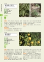 青葉山植物図鑑