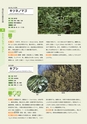 青葉山植物図鑑