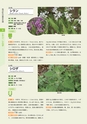 青葉山植物図鑑