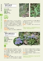 青葉山植物図鑑
