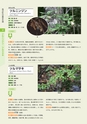 青葉山植物図鑑