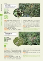 青葉山植物図鑑