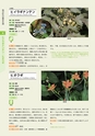 青葉山植物図鑑