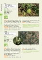 青葉山植物図鑑