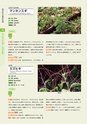 青葉山植物図鑑