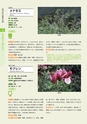 青葉山植物図鑑