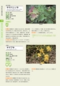 青葉山植物図鑑