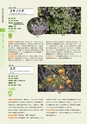 青葉山植物図鑑