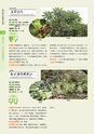 青葉山植物図鑑