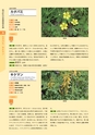 青葉山植物図鑑