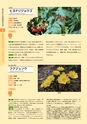 青葉山植物図鑑