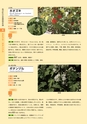 青葉山植物図鑑