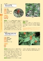 青葉山植物図鑑