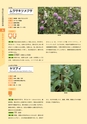 青葉山植物図鑑