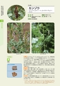 青葉山植物図鑑