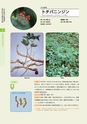 青葉山植物図鑑