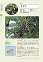 青葉山植物図鑑
