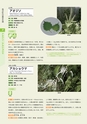 青葉山植物図鑑