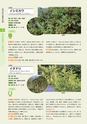 青葉山植物図鑑