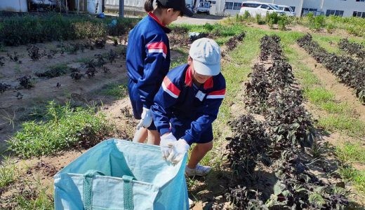 高浜中学校生と赤紫蘇収穫