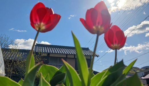 ４月１日　苗 出荷の様子🍃