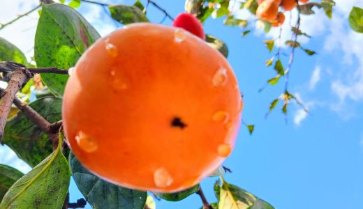 五感で楽しむ🍂