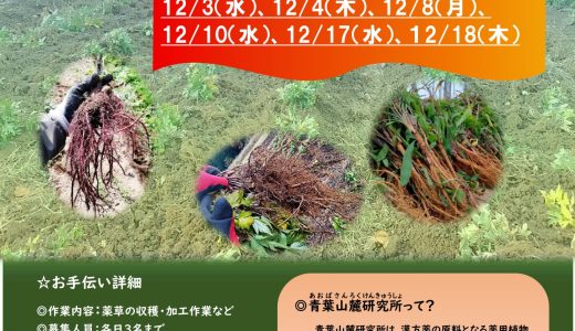 薬草収穫､加工作業の　　　　　　　　　　　　　　お手伝いさん募集（１２月）