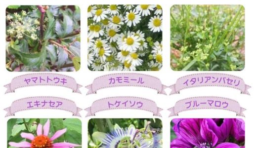 お花だより