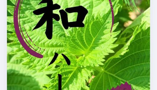 夏を乗り切る